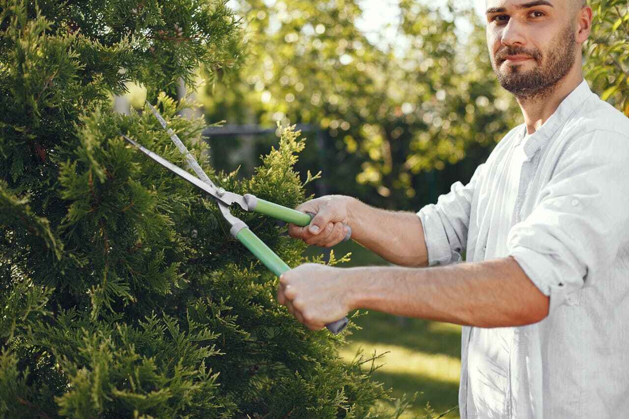 Best Arborist Services Near Me  in USA